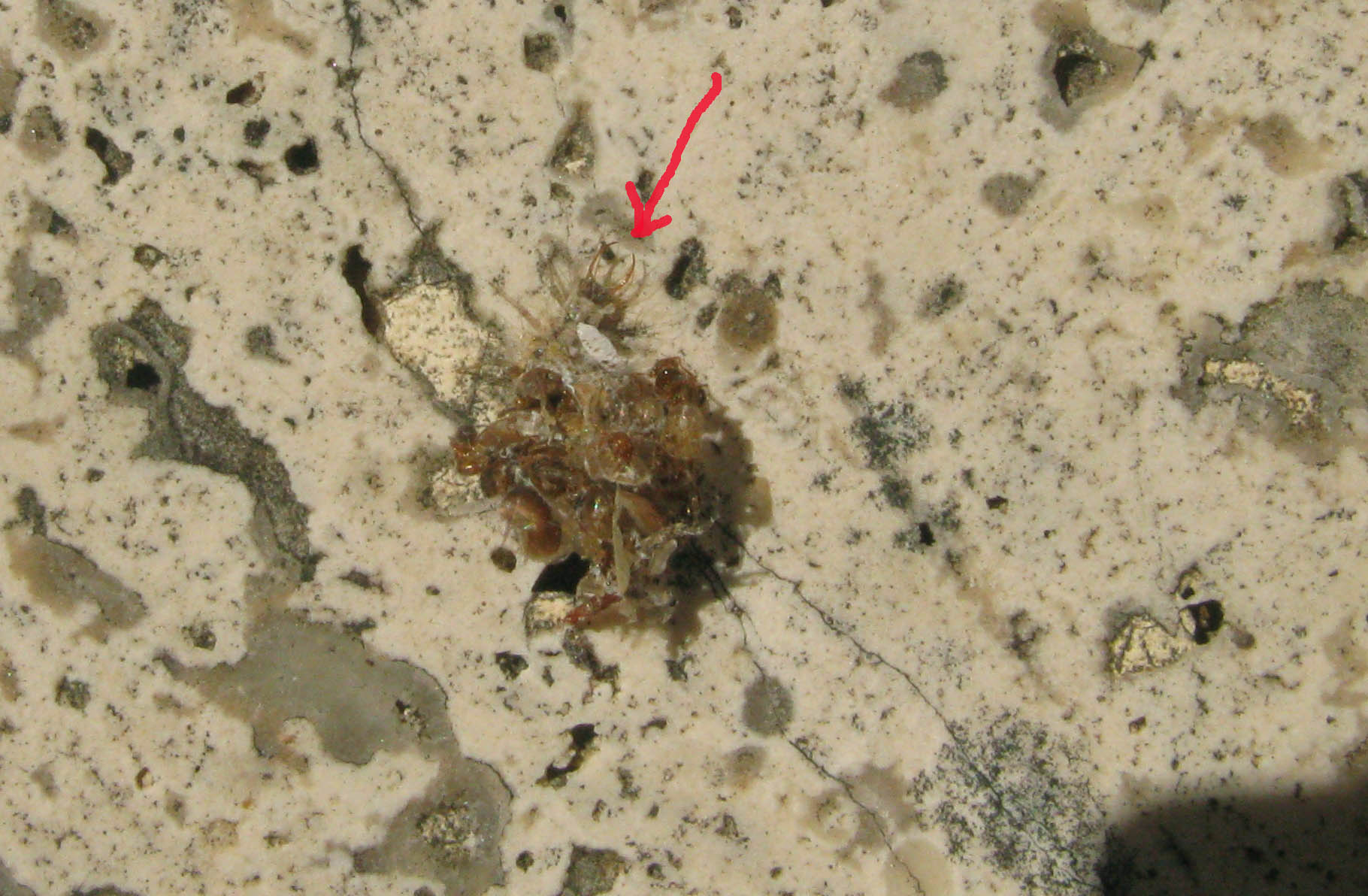 larva di Dichochrysa sp.